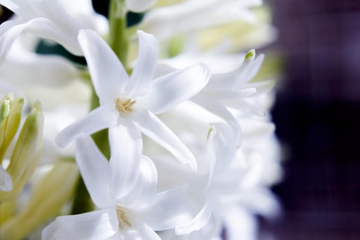 White hyacinth in full spring bloom. No people