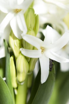 White hyacinth in full spring bloom. No people