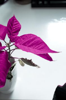 Poinsettia in red. No people. Copy space