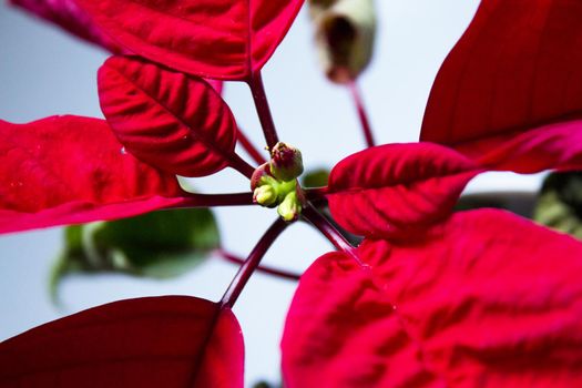 Poinsettia in red. No people. Copy space