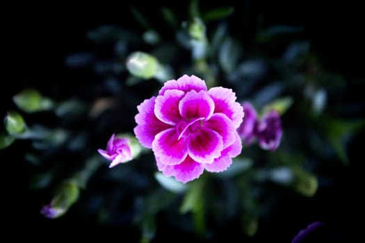 Carnation flower variety, in pink color. No people