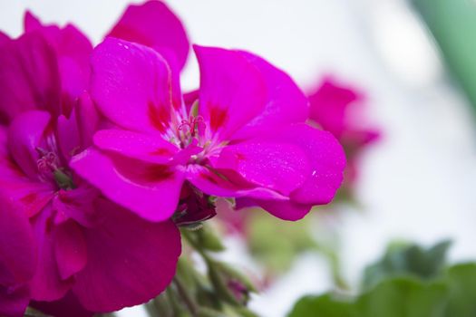 Geranium flower in pink with green leaves. No people