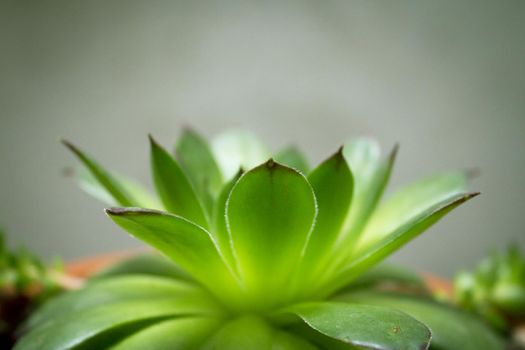 Alabaster rose succulent plant. Green color