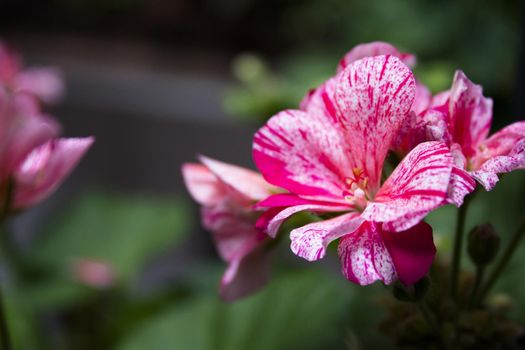 Geranium flower in white and pink colors. No people