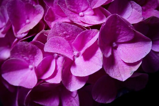 Hydrangea plant in full bloom. Pink and lilac color