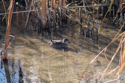 Wild duck swimming around in the pond . High quality photo