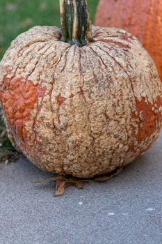 Large orange pumpkin with bumpy brown all over it . High quality photo
