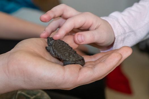 Kids holding a Baby snapping turtle close up . High quality photo