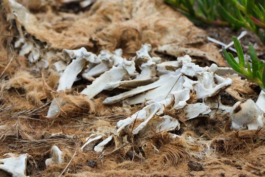 A decomposing dead wild animal carcass with bones flesh and fur, South Africa