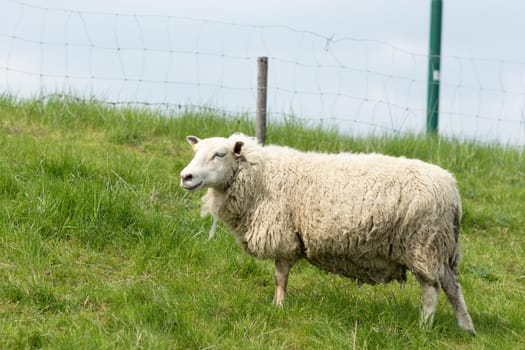 Female Sheep grazing on a Dutch dike in the summer