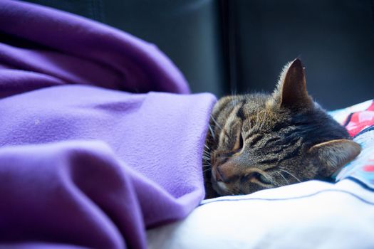 Brown tabby cat sleeping under purple blanket on black couch, close up