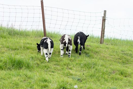 Sheep, three lambs, grazing on a Dutch dike in the summer with grass and a fence