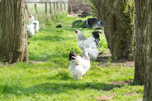 Free range Brahma chickens, hens and roosters, looking for food in a garden