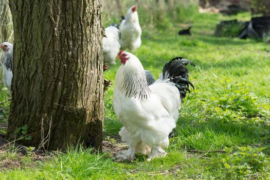 Free range Brahma chickens, hens and roosters, looking for food in a garden