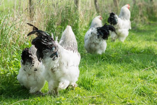 Free range Brahma chickens, hens and roosters, looking for food in a garden