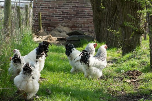 Free range Brahma chickens, hens and roosters, looking for food in a garden on the grass