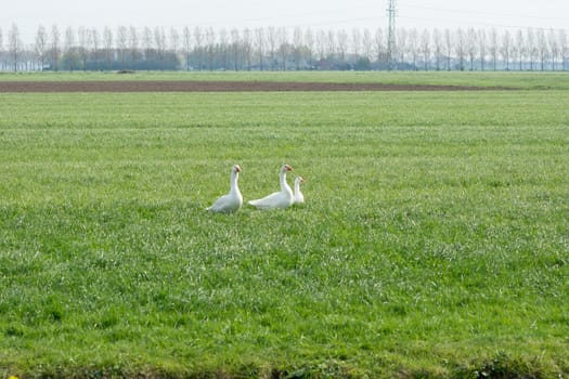 Three white geese in grassland polder landscape Netherlands Holland