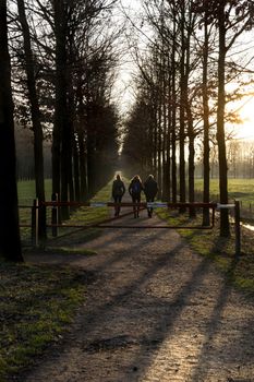 Three people walking a path with trees between meadows at sunset in autumn The Netherlands