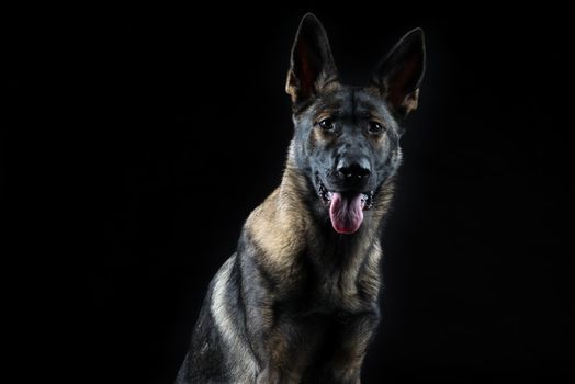 Portrait of a young female multicolored German Shepherd dog