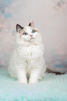 Cute ragdoll kitten sitting in a flowery background