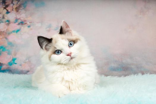 Cute ragdoll kitten lying on blue sheepskin in flowery background