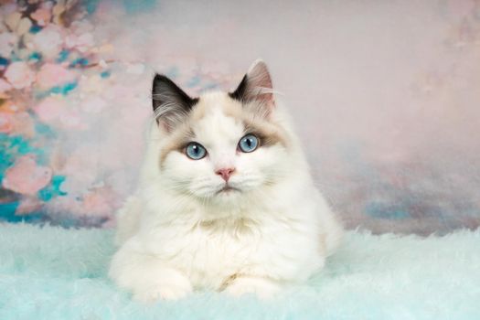 Cute ragdoll kitten lying on blue sheepskin in flowery background