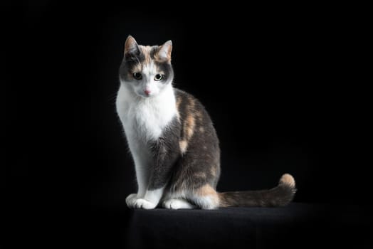 European Shorthair cat, multicolored, sitting in black background