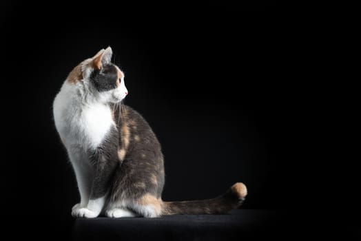 European Shorthair cat, multi-coloured, sitting in black background