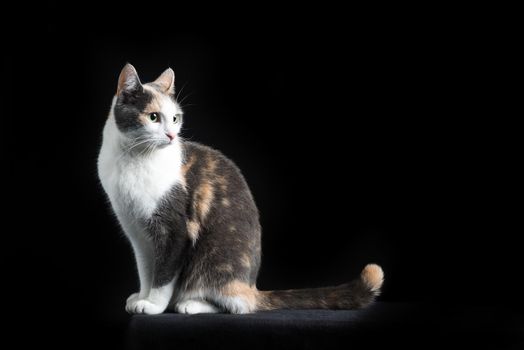 European Shorthair cat, multi-coloured, sitting in black background