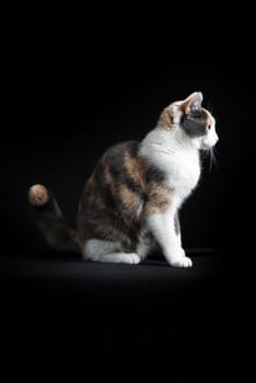 European Shorthair cat, multi-coloured, sitting in black background