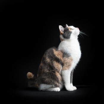 European Shorthair cat, multicolored, sitting in black background looking up