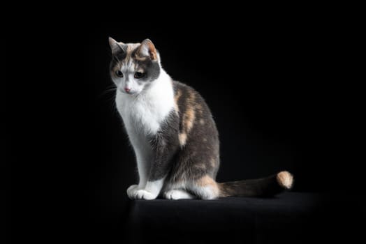 European Shorthair cat, multi-coloured, sitting in black background