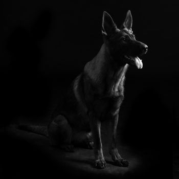 Portrait of a young female mullticolored German Shepherd dog in black background