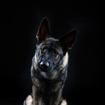 Portrait of a young female multi-coloured German Shepherd dog in black background