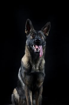 Portrait of a young female multi-coloured German Shepherd dog in black background