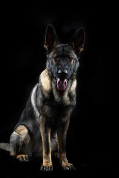 Portrait of a young female mullti-coloured German Shepherd dog in black background