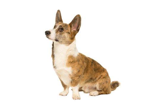 Male Cardigan Corgi sitting isolated in white