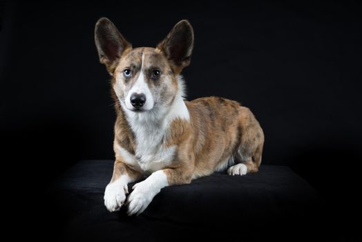 Male Cardigan Corgi lying in black background