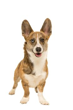 Male Cardigan Corgi standing isolated in white