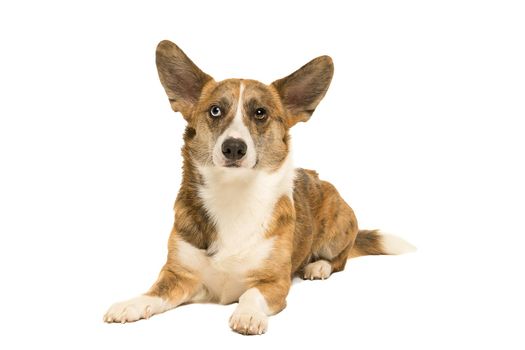 Male Cardigan Corgi lying isolated in white