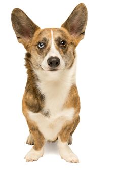 Male Cardigan Corgi standing isolated in white