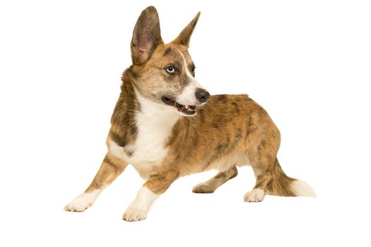 Male Cardigan Corgi standing isolated in white looking away