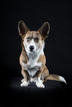 Male Cardigan Corgi in sitting black background