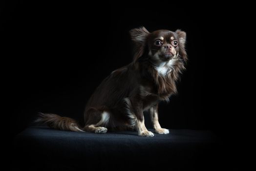 Male long-haired multicolored Chihuahua sitting in black background