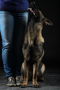 Portrait of a young female multi-colored German Shepherd dog looking up to her boss