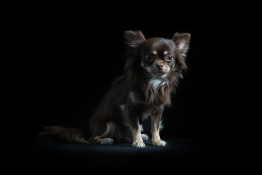 Male long-haired multicolored Chihuahua sitting in black background