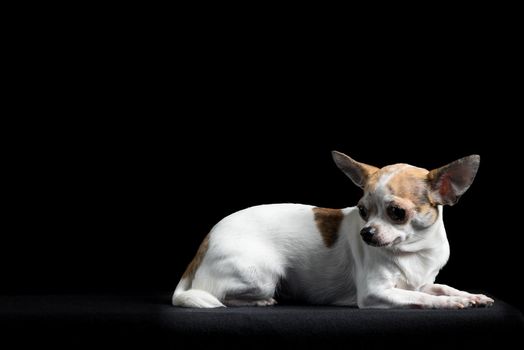 Brown and white chihuahua isolated in black background