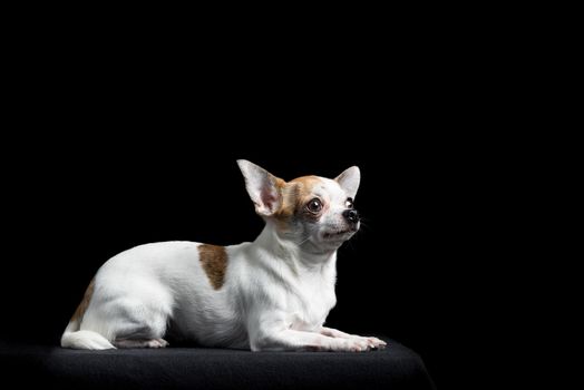 Brown and white chihuahua lying down isolated in black background