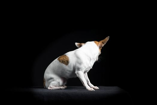 Brown and white chihuahua turning her back isolated in black background