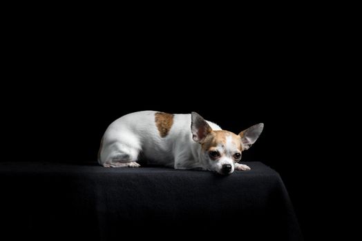 Brown and white chihuahua isolated in black background lying down sleeping and tired